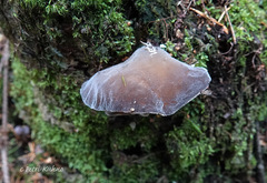 Pseudohydnum gelatinosum