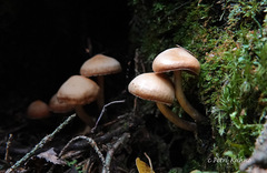 Cortinarius