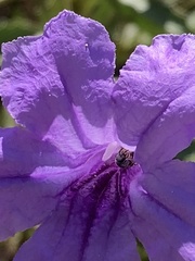 Ceratina arizonensis