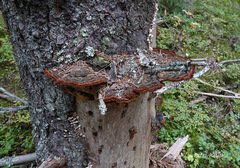Phellinus chrysoloma