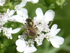 Halictus jucundus