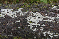 Trichaptum abietinum