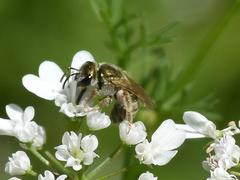 Halictus jucundus