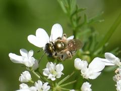 Halictus jucundus