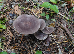 Lactarius mammosus