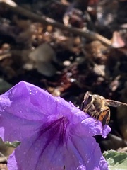 Apis mellifera