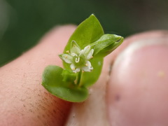 Stellaria calycantha