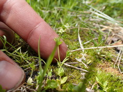 Stellaria calycantha