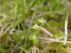 Stellaria calycantha