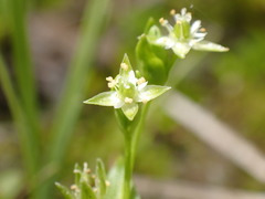 Stellaria calycantha