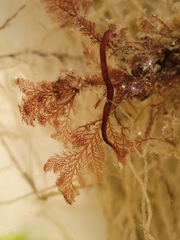 Pterosiphonia