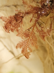 Pterosiphonia