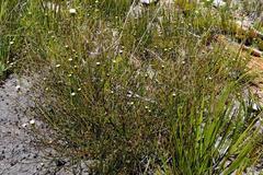 Senecio leptophyllus