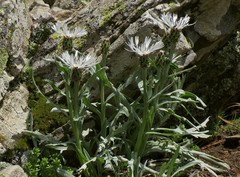 Centaurea cheiranthifolia