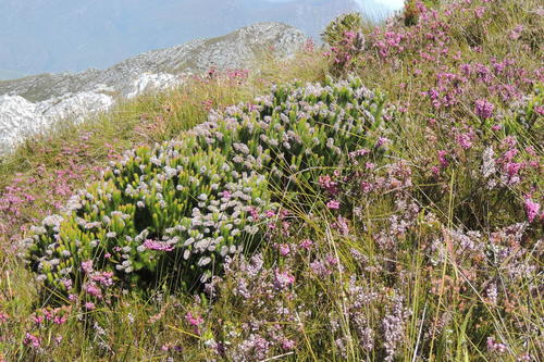 Medusa Spoon (Spatalla nubicola)