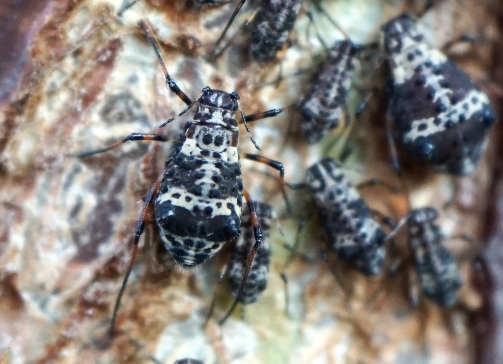 Pterochloroides persicae