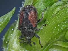 Rhinusa bipustulata