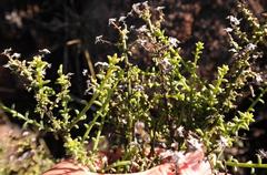 Chrysocoma sparsifolia