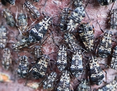 Pterochloroides persicae