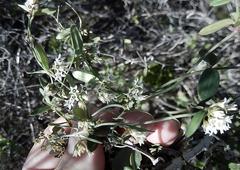Astephanus triflorus