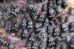 Pterochloroides persicae