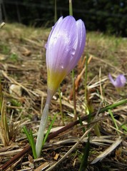 Crocus nivalis