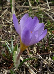 Crocus nivalis