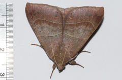 Achaea indeterminata