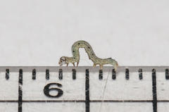 Achaea indeterminata