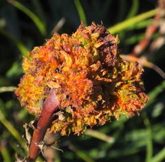 Aceria aloinis