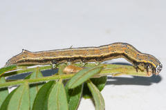 Achaea indeterminata