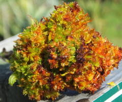 Aceria aloinis