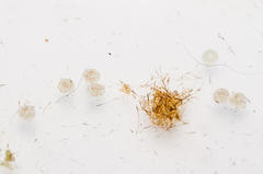 Achaea indeterminata