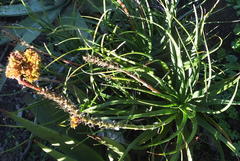 Aceria aloinis