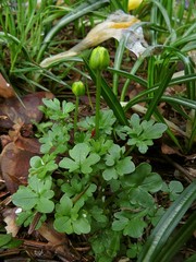 Ranunculus incomparabilis