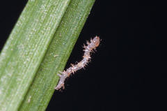 Achaea indeterminata