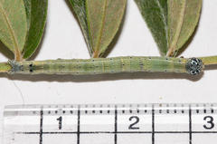 Achaea indeterminata