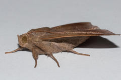 Achaea indeterminata