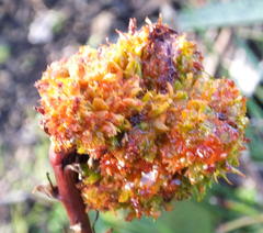 Aceria aloinis