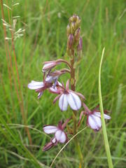 Eulophia zeyheriana
