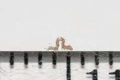 Achaea indeterminata
