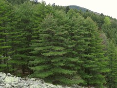 Pinus peuce