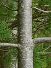 Pinus peuce