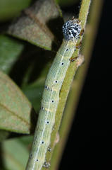 Achaea indeterminata