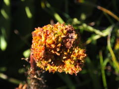 Aceria aloinis
