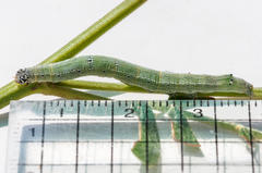 Achaea indeterminata