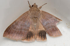 Achaea indeterminata