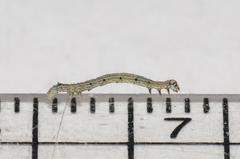 Achaea indeterminata