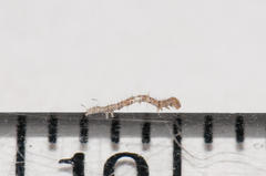 Achaea indeterminata