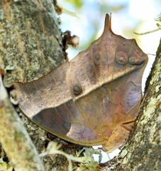 Charaxes varanes varanes